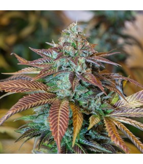 Lemon Kush Headband - Humboldt