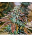 Lemon Kush Headband  5 u. fem. Humboldt