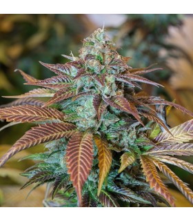 Lemon Kush Headband 10 u. fem. Humboldt