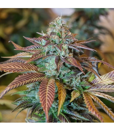 Lemon Kush Headband 10 u. fem. Humboldt