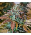 Lemon Kush Headband 10 u. fem. Humboldt