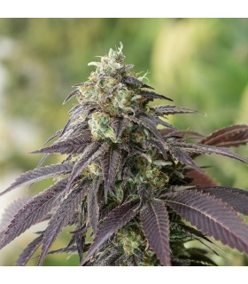 707 Headband - Humboldt