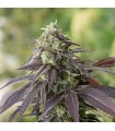 707 Headband - Humboldt