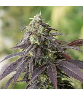 707 Headband  5 u. fem.Humboldt