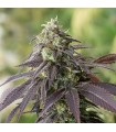 707 Headband  5 u. fem.Humboldt