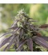 707 Headband 10 u. fem.Humboldt