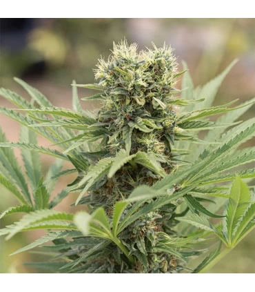 Dedoverde Haze - Humboldt