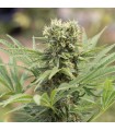 Dedoverde Haze - Humboldt