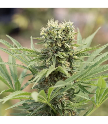 Dedoverde Haze  5 u. fem. Humboldt