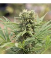 Dedoverde Haze  5 u. fem. Humboldt
