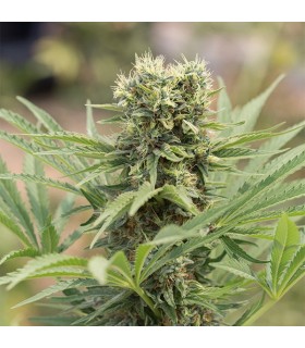 Dedoverde Haze 10 u. fem. Humboldt
