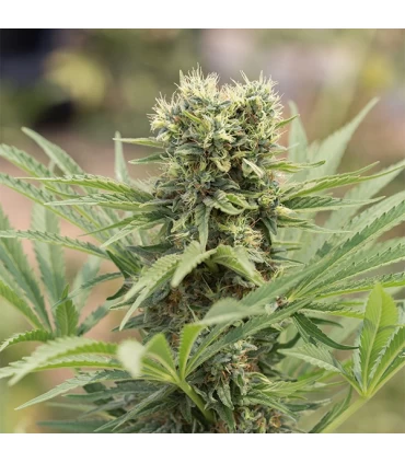Dedoverde Haze 10 u. fem. Humboldt