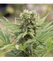 Dedoverde Haze 10 u. fem. Humboldt
