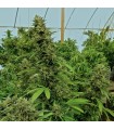 Chemdawg 10 u. fem. Humboldt