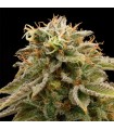 Lemon Thai Kush - Humboldt