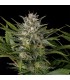 Pineapple Skunk - Humboldt