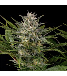 Pineapple Skunk - Humboldt