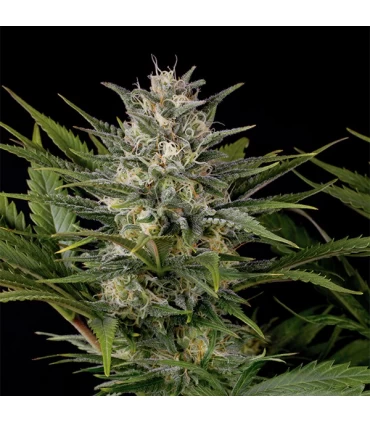 Pineapple Skunk - Humboldt