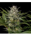 Pineapple Skunk - Humboldt