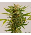 Sour Diesel #2 - Humboldt