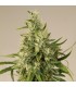 Trainwreck - Humboldt