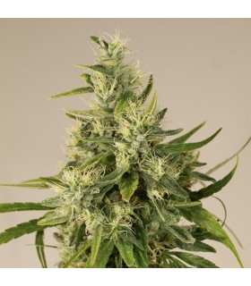 Trainwreck - Humboldt