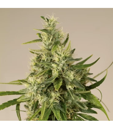 Trainwreck - Humboldt