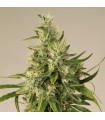 Trainwreck - Humboldt