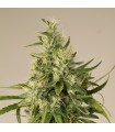 Trainwreck  5 u. fem. Humboldt