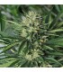 Dr Greenthumb`s Em-Dog by B-Real - Humboldt