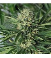 Dr Greenthumb`s Em-Dog by B-Real - Humboldt