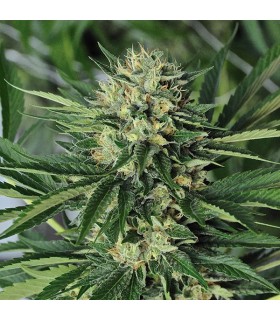 Dr Greenthumb`s Em-Dog by B-Real 10 u. fem. Humboldt