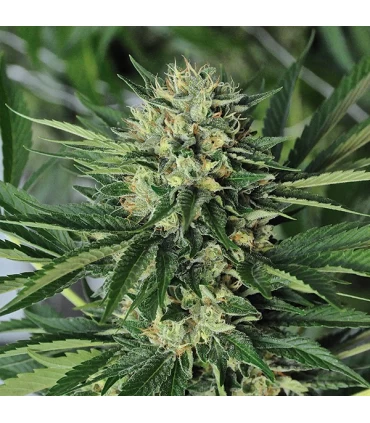 Dr Greenthumb`s Em-Dog by B-Real 10 u. fem. Humboldt