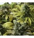 Desert Diesel - Humboldt
