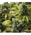 Desert Diesel - Humboldt