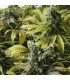Desert Diesel 10 u. fem. Humboldt