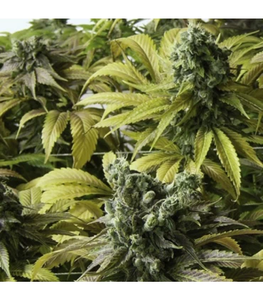 Desert Diesel 10 u. fem. Humboldt