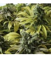 Desert Diesel 10 u. fem. Humboldt