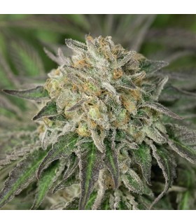 Amherst Sour Diesel  5 u. fem. Humboldt