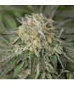 Amherst Sour Diesel  5 u. fem. Humboldt