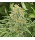 Green Crack - Humboldt