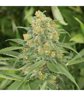 Green Crack - Humboldt