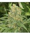 Green Crack - Humboldt