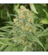 Green Crack  5 u. fem. Humboldt