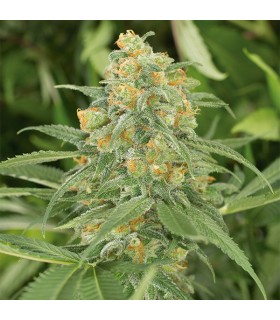 Green Crack  5 u. fem. Humboldt