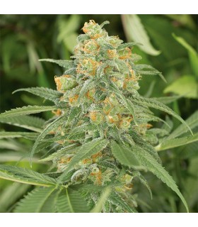 Green Crack 10 u. fem. Humboldt