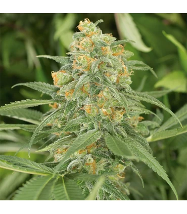 Green Crack 10 u. fem. Humboldt