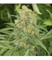 Green Crack 10 u. fem. Humboldt