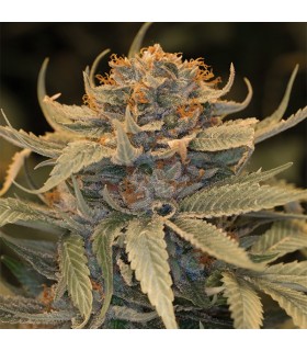 Lost Coast OG - Humboldt
