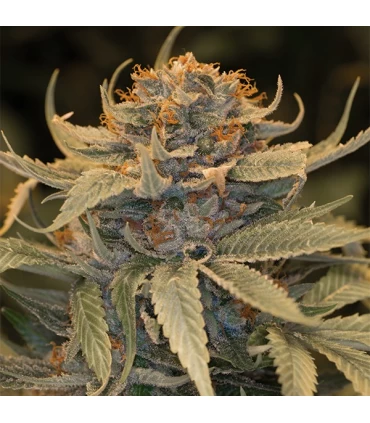 Lost Coast OG - Humboldt